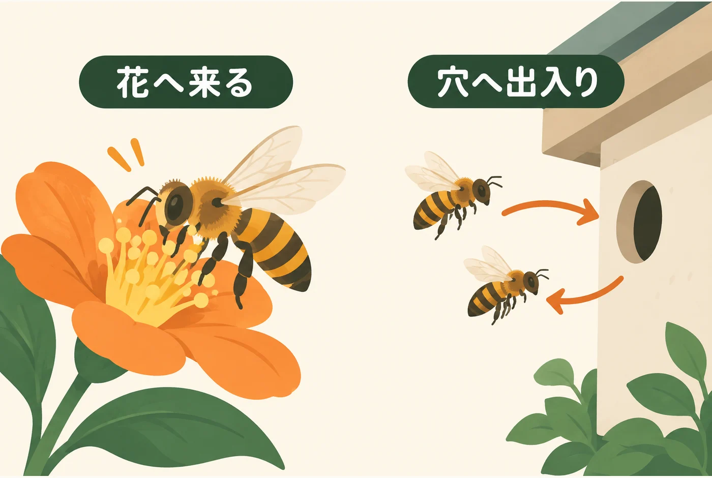 花に来るハチと穴へ出入りするハチの違い