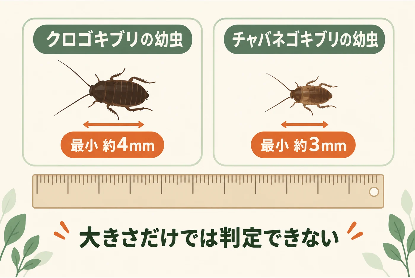 クロゴキブリとチャバネゴキブリの幼虫の最小体長の例。大きさだけでは判定できない